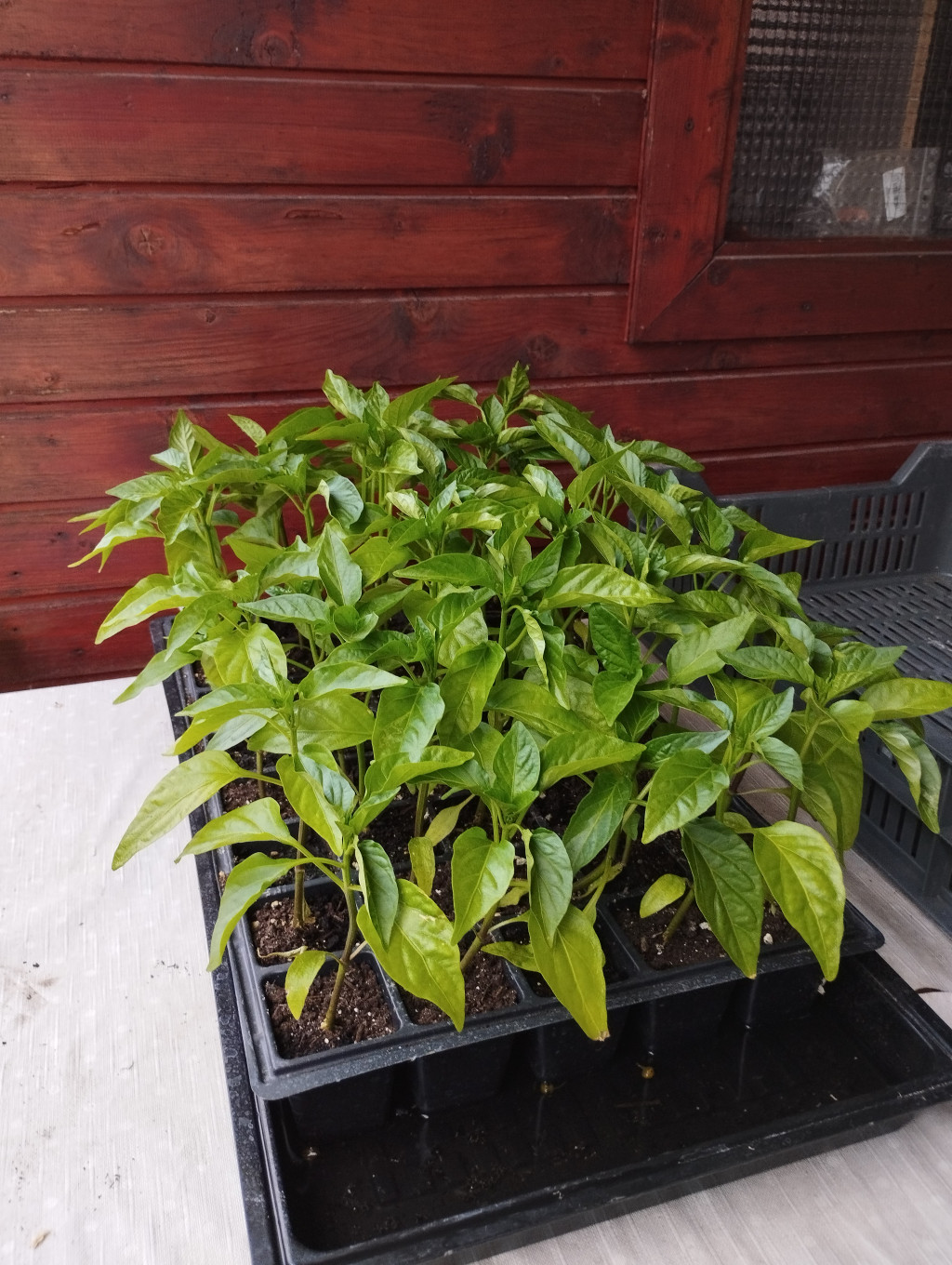 Paprika palánta - Batory F1 kaliforniai